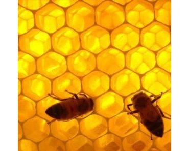 Pourquoi les alvéoles à miel des abeilles sont en forme d’hexagone?