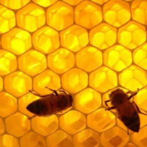 Pourquoi les alvéoles à miel des abeilles sont en forme d’hexagone?