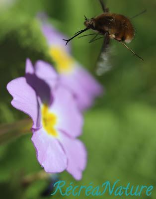 La Réponse à la Devinette du Vendredi #10 {Fleurs, Faune, Jardin}: Quelques Infos sur le Grand Bombyle...