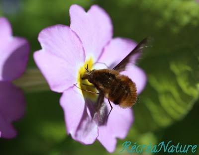 La Réponse à la Devinette du Vendredi #10 {Fleurs, Faune, Jardin}: Quelques Infos sur le Grand Bombyle...