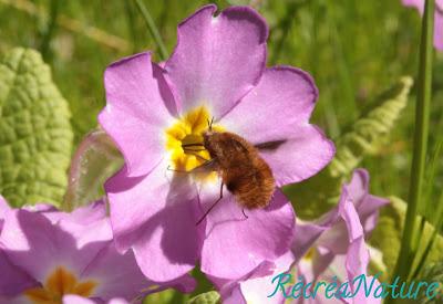 La Réponse à la Devinette du Vendredi #10 {Fleurs, Faune, Jardin}: Quelques Infos sur le Grand Bombyle...