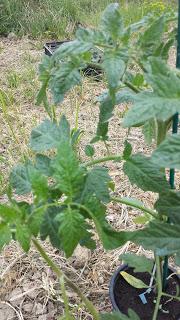 Plants greffés vs/ plants non greffé le comparatif Plants greffés vs/ plants non greffé le comparatif