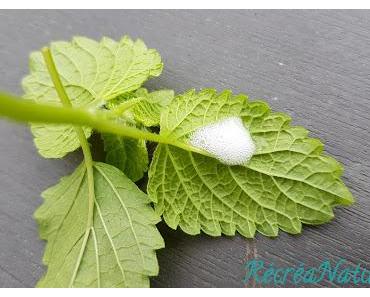 Devinette du vendredi #11 : des Petites Bulles sur ma Mélisse... { #Jardin #Nature }