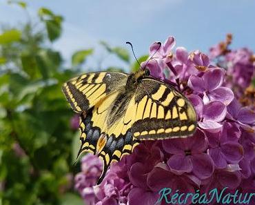 Un Machaon (Papilio Machaon) dans notre Jardin