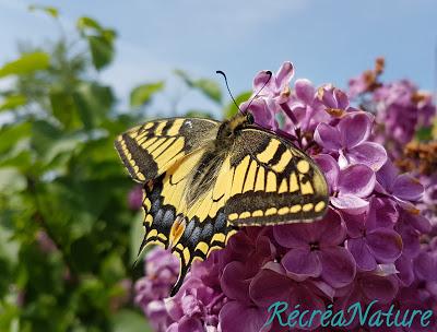 Un Machaon (Papilio Machaon) dans notre Jardin