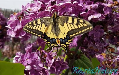 Un Machaon (Papilio Machaon) dans notre Jardin