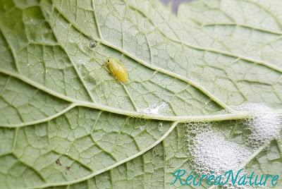 Réponse à la Devinette du Vendredi #11 : Crachats de Coucou et Cicadelles Écumeuses sur les Plantes de mon Jardin