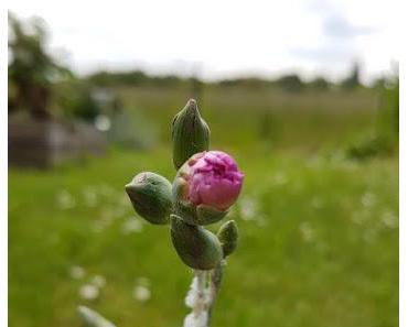 Réponse à la Devinette du Vendredi #11 : Crachats de Coucou et Cicadelles Écumeuses sur les Plantes de mon Jardin