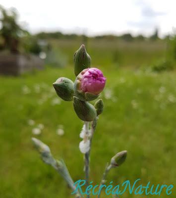 Réponse à la Devinette du Vendredi #11 : Crachats de Coucou et Cicadelles Écumeuses sur les Plantes de mon Jardin