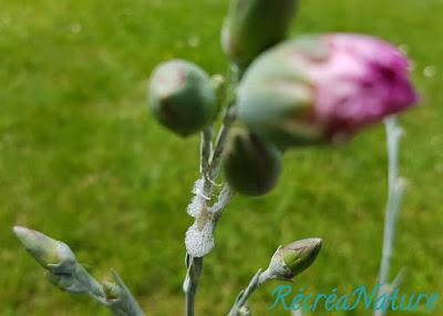 Réponse à la Devinette du Vendredi #11 : Crachats de Coucou et Cicadelles Écumeuses sur les Plantes de mon Jardin