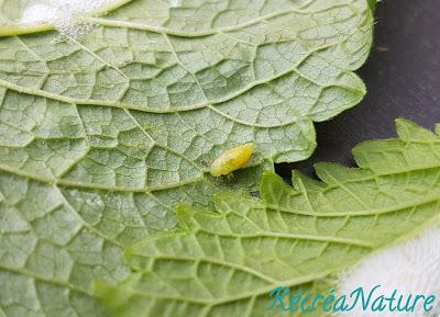 Réponse à la Devinette du Vendredi #11 : Crachats de Coucou et Cicadelles Écumeuses sur les Plantes de mon Jardin