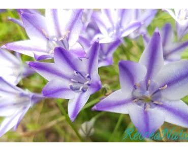 Fleurs de mon Jardin en Juin et Juillet