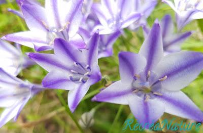 Fleurs de mon Jardin en Juin et Juillet