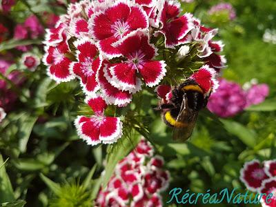 Fleurs de mon Jardin en Juin et Juillet