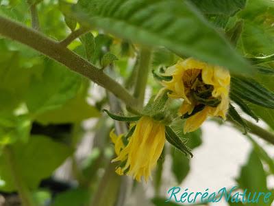 Fleurs de mon Jardin en Juin et Juillet