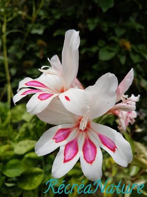 Fleurs de mon Jardin en Juin et Juillet