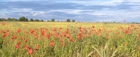 Gentil coquelicot…