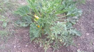 fiche culture : la courgette