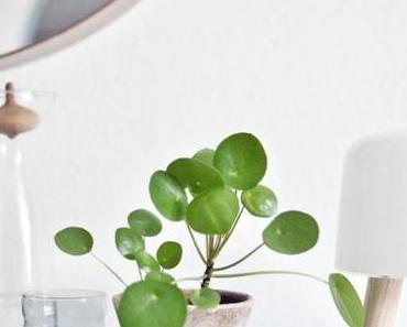Pilea Peperomioides : le nouveau cactus