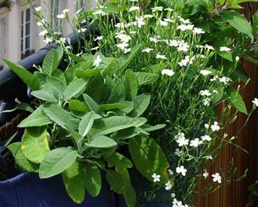 Préparons l’été : un balcon une idee jardiniere !