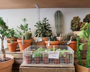 Paris, mes bonnes adresses / Le Cactus Club ... concept-store épineux  /