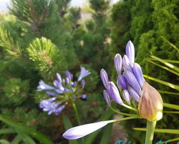 Du Nouveau : le Design du Blog... mais pas que ! Profiter de ces Agapanthes du Jardin Méditerranéen dans la Lumière du Soir...