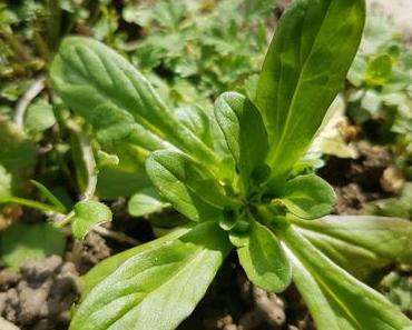 De la Mâche Sauvage dans mon Jardin... un Délice en Salade !