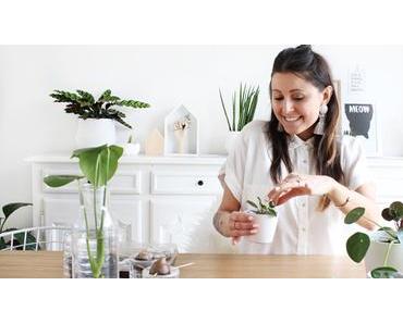 DIY 78 – Boutures plantes d’intérieur