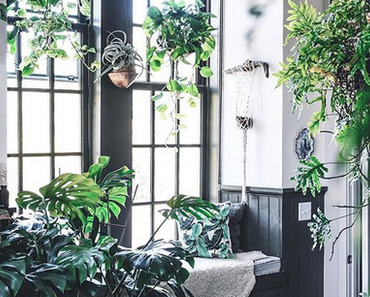 Jungle urbaine dans le Maryland
