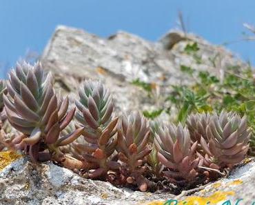 Pause Nature à Oléron - Retour de la Devinette du Vendredi