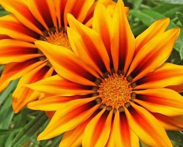 Plantes balcon exposition sud : pour un parfait petit cocon végétal