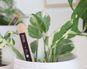 DIY – Marques plantes