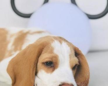 Depuis que j’ai un chien… + Concours !