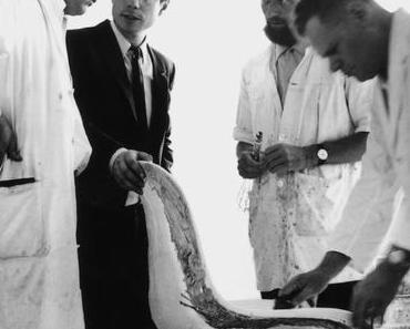 La chaise Panton, une icône du design des années 60