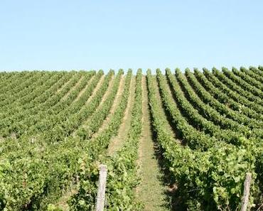 Festival d'été Vendéen : Les Arts par Nature