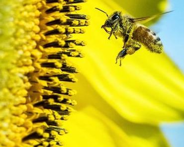 Que faire avec de la cire d’abeille ?