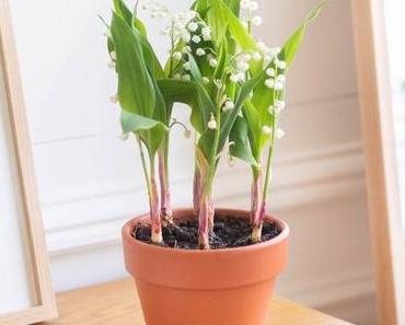Comment choisir vos fleurs à offrir ?