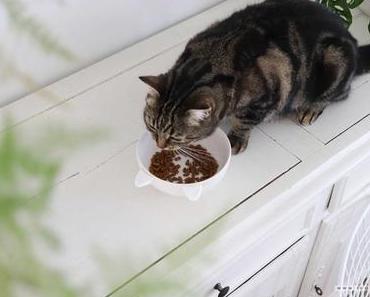 DIY : Bol pour chat