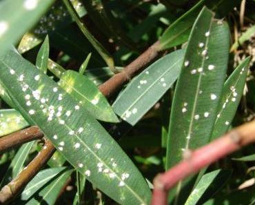 Comment se débarrasser des cochenilles et des autres insectes nuisibles naturellement ?